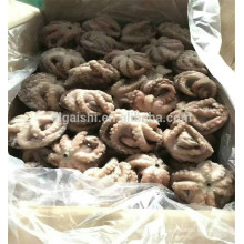 pulpo 1-3kg